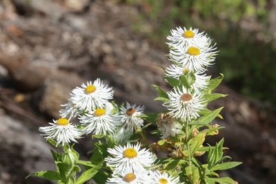 Coronidium boormanii, photographed by dhfischer
