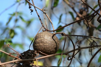 Dioscorea bulbifera, photographed by Amber M. King