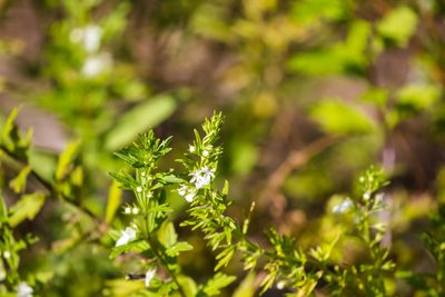 Teucrium cubense, photographed by Melissa McMasters