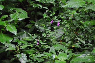 Dicliptera iopus, photographed by Emily Franzen