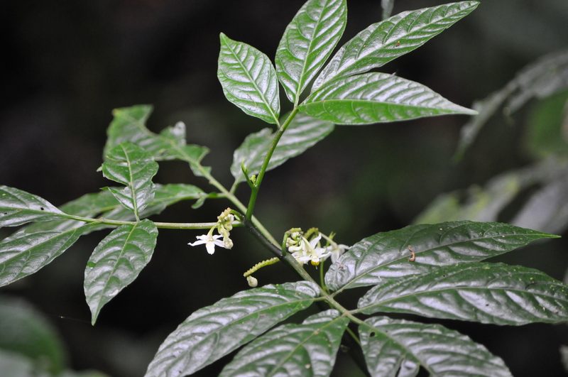 Solanum trizygum, photographed by Emily Franzen