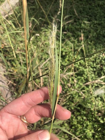 Bothriochloa longipaniculata, photographed by Sam Kieschnick