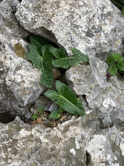 Arum pictum, photographed by Hill Craddock
