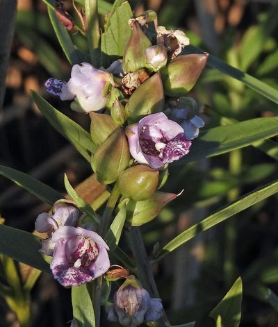 Angelonia integerrima, photographed by Hugo Hulsberg