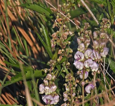 Angelonia integerrima, photographed by Hugo Hulsberg