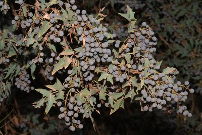Berberis fremontii, photographed by Brian Finzel