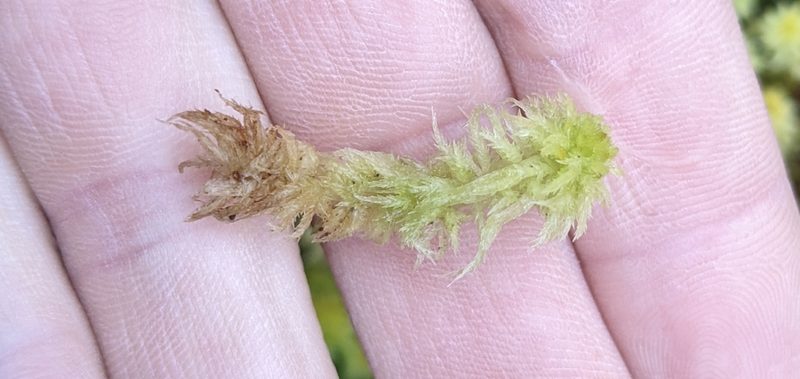 Sphagnum missouricum, photographed by Zac Peterson