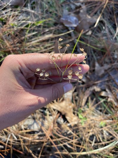 Trichostema setaceum, photographed by Brandon Corder