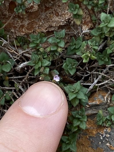 Micromeria microphylla, photographed by Hill Craddock