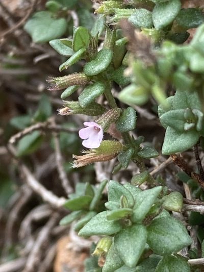 Micromeria microphylla, photographed by Hill Craddock