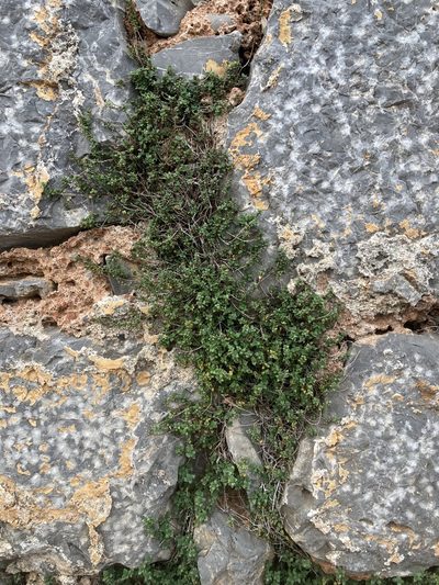 Micromeria microphylla, photographed by Hill Craddock
