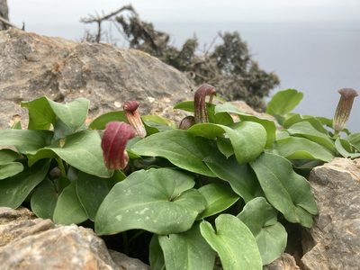 Arisarum vulgare, photographed by Hill Craddock