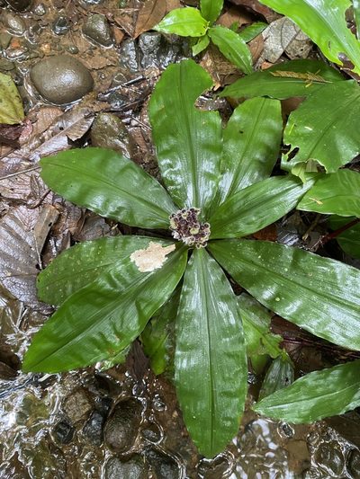 Floscopa robusta, photographed by Emily Franzen
