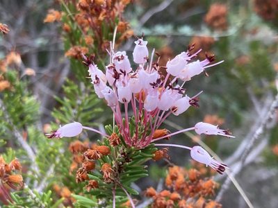 Erica multiflora, photographed by Hill Craddock