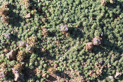 Junellia micrantha, photographed by Romi Galeota Lencina