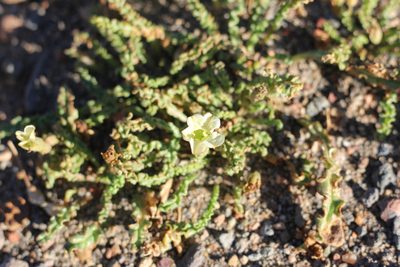 Nicotiana acaulis, photographed by Romi Galeota Lencina