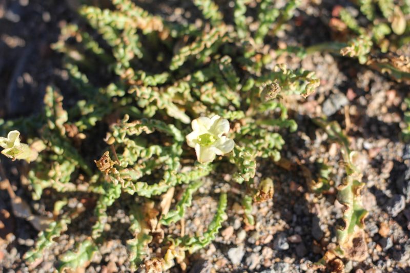 Nicotiana acaulis, photographed by Romi Galeota Lencina