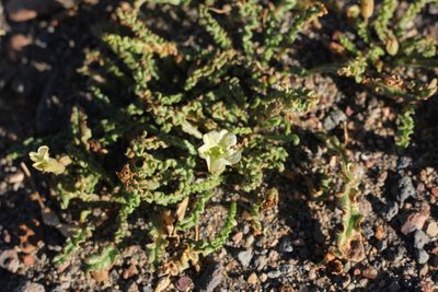 Nicotiana acaulis, photographed by Romi Galeota Lencina