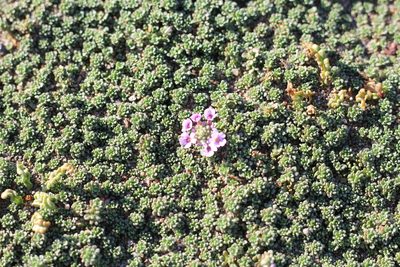 Junellia micrantha, photographed by Romi Galeota Lencina