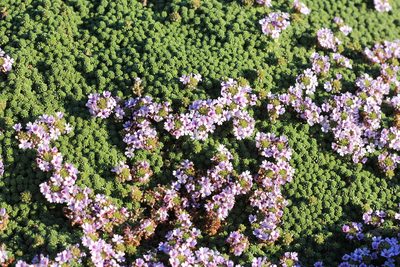Junellia micrantha, photographed by Romi Galeota Lencina