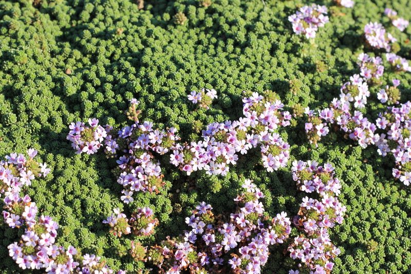 Junellia micrantha, photographed by Romi Galeota Lencina
