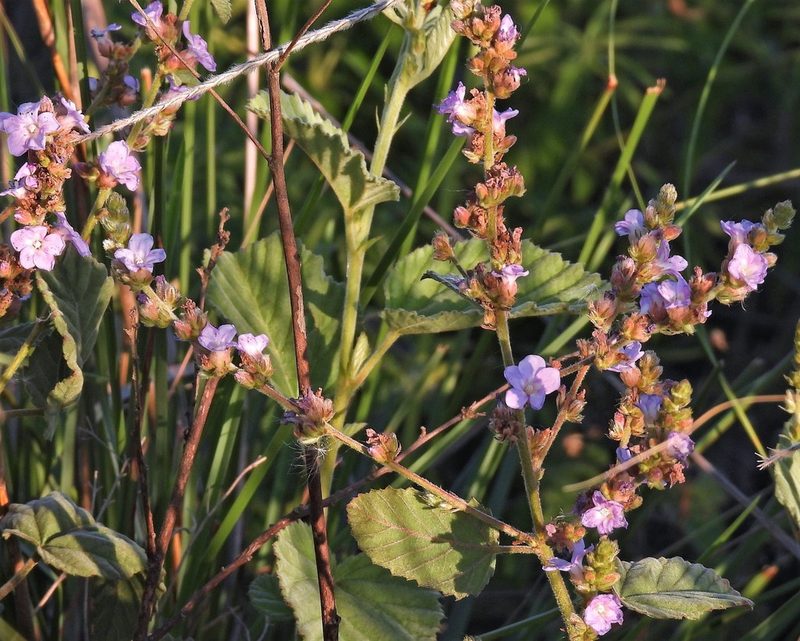 Melochia villosa, photographed by Hugo Hulsberg