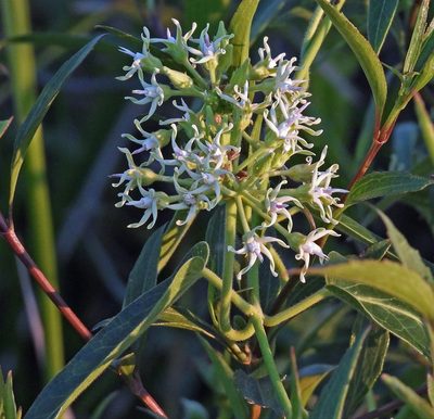 Oxypetalum macrolepis, photographed by Hugo Hulsberg