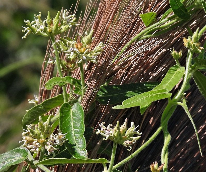 Oxypetalum macrolepis, photographed by Hugo Hulsberg