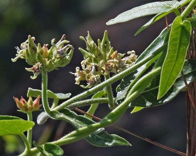 Oxypetalum macrolepis, photographed by Hugo Hulsberg