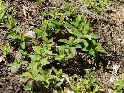 Hypericum calycinum, photographed by Ed Alverson