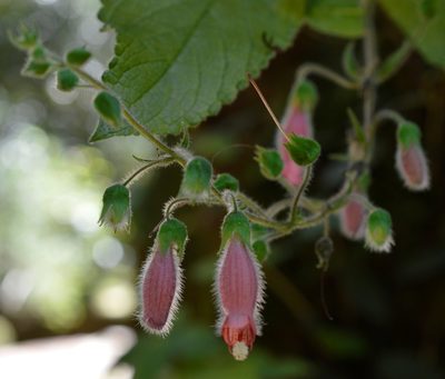Sinningia sellovii, photographed by E Santos Ortega