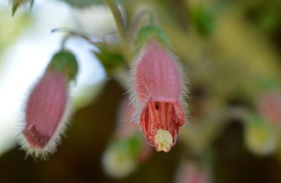 Sinningia sellovii, photographed by E Santos Ortega