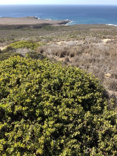 Arctostaphylos pechoensis, photographed by paulexcoff