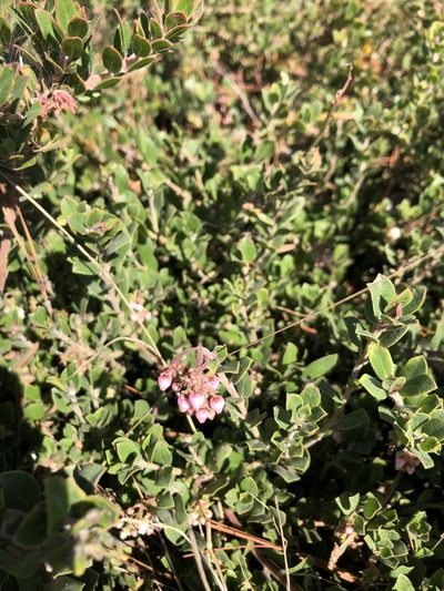 Arctostaphylos edmundsii, photographed by paulexcoff