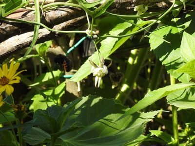 Araujia angustifolia, photographed by Eduardo Luis Beltrocco