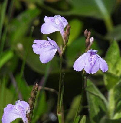 Dianthera laevilinguis, photographed by Hugo Hulsberg