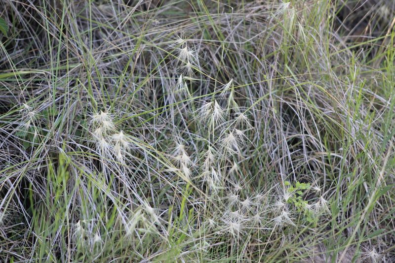 Bouteloua megapotamica, photographed by demianlescano