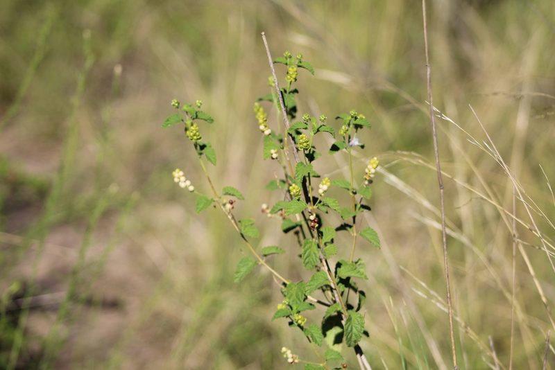 Lantana grisebachii, photographed by demianlescano