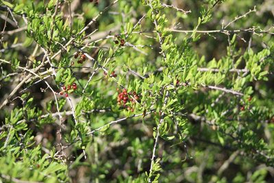 Schinus fasciculata, photographed by demianlescano