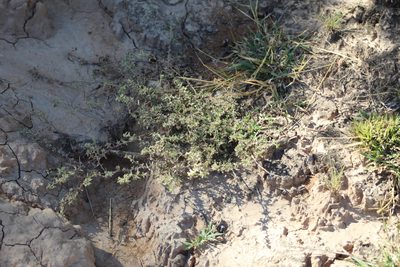 Atriplex pamparum, photographed by demianlescano