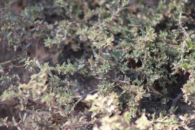 Atriplex pamparum, photographed by demianlescano