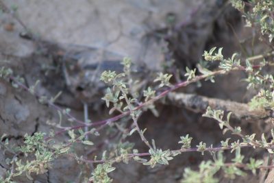 Atriplex pamparum, photographed by demianlescano
