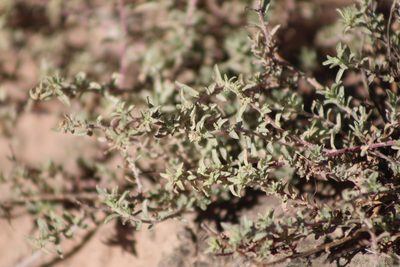 Atriplex pamparum, photographed by demianlescano