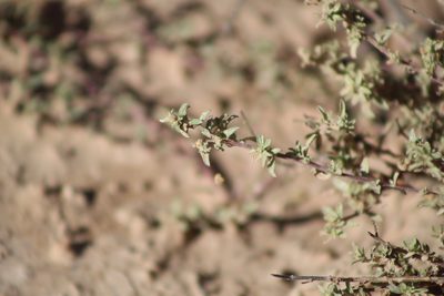 Atriplex pamparum, photographed by demianlescano