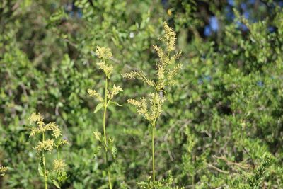 Iresine diffusa, photographed by demianlescano