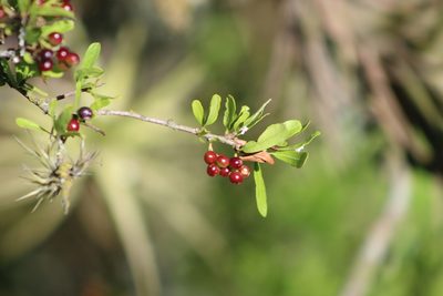 Schinus fasciculata, photographed by demianlescano