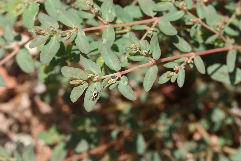 Euphorbia abramsiana, photographed by Andrew Meeds