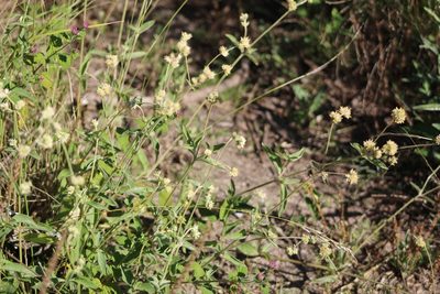 Gomphrena perennis, photographed by demianlescano