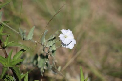 Convolvulus hermanniae, photographed by demianlescano