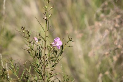 Agalinis genistifolia, photographed by demianlescano